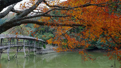 日本爱媛县弓削神社太鼓桥