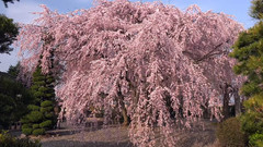 日本典厩寺盛开的樱花