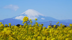 日本富士山下的油菜花