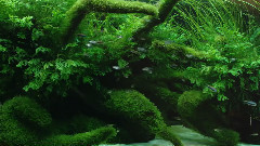 ADA造景