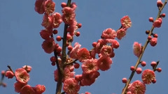 百花魁