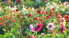 西江月