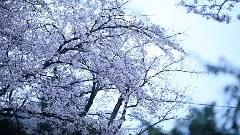 Cherry Blossom