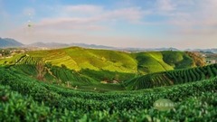 龙坞问茶诗