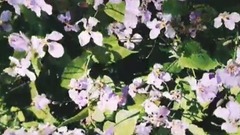 春日时光