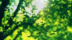 梦里的故事