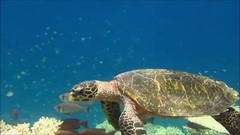 Sea