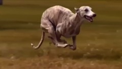 Dog vs Bear FACTS