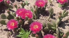 Opuntia Fragilis Cv Freiberg LYGA-EXOTIC