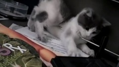Orson Kitty Play