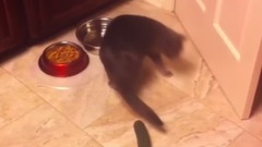 Gatos Vs Pepinos