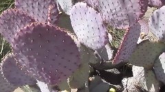 Opuntia santa rita