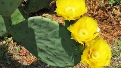 Opuntia Kakteen