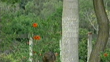 Paciência