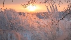 Winter Cold