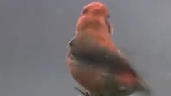 冬雪