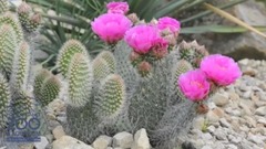 Prickly Pear Cacti bloom at Po