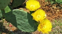 Opuntia Kakteen