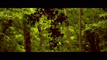 The Kanyu Tree - Shelf Life