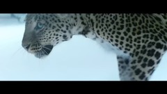 迷幻之旅