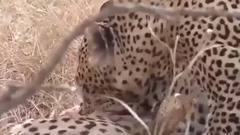 动物世界