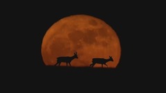 夏夜幽谷低语