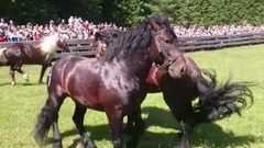 Hengstauftrieb Rauris 2016 Teil 1