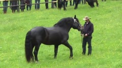 Noriker Almauftrieb