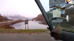 Freezing Bird Trapped on Car Roof Rescued by Perfect Guy The Dodo
