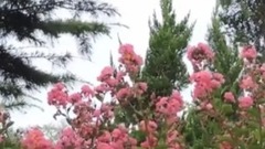 我家的花儿