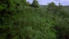 Ужасы Амазонии 11 Страшных Cуществ Амазонки