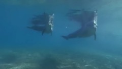58只死去的海豚