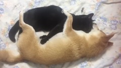 猫が好きすぎて離したくない柴犬