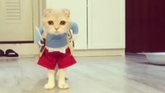 最も面白い猫の映像