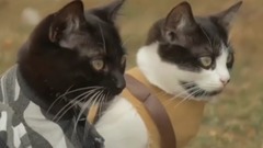 猫咪大战僵尸