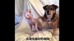 国外爆笑Vine 短片合集 51