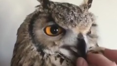 The Best Owls Collection 最棒猫头鹰收集