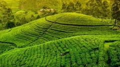 茶山情歌