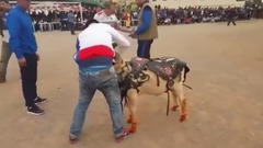 羊比武