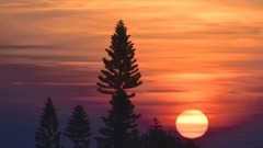 几度夕阳红