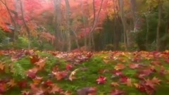 片片枫叶情