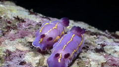 Colorful Variety