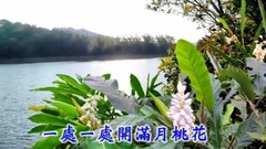 月桃花