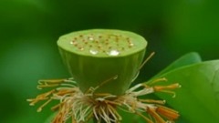 水蓮