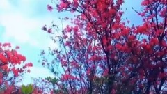 映山红