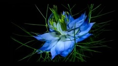 Flowers Opening Timelapse