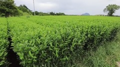 风景,影视原声,音乐短片,轻音乐 - 清新田园风光 韩国济州岛