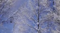 雪绒花