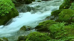Heart Of The Forest Piano Cascades