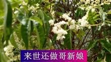  - 云南山歌有缘网络来相遇